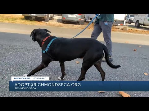 Paws for Pets: Fortnight, a joyful, playful and affectionate pup - YouTube