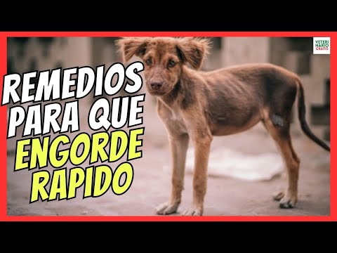 💖 HOW TO FAT A DOG FAST? 💖 HOME REMEDIES FOR A MALNUTRIDED DOG TO FAT