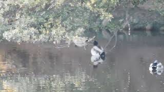 明石公園 外堀の野鳥