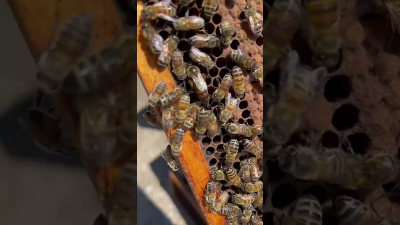 🐝☀️😌 #primebees