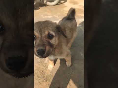 dog||baby dog video||cute dog||animal#dog
