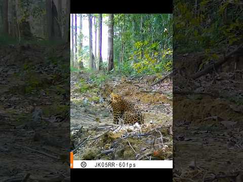 Onça Linda. Roraima!