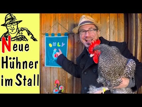 , title : 'Die wichtigsten Tipps zur Hühnerhaltung - Rigottis neue Hühner'