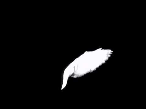 colombe