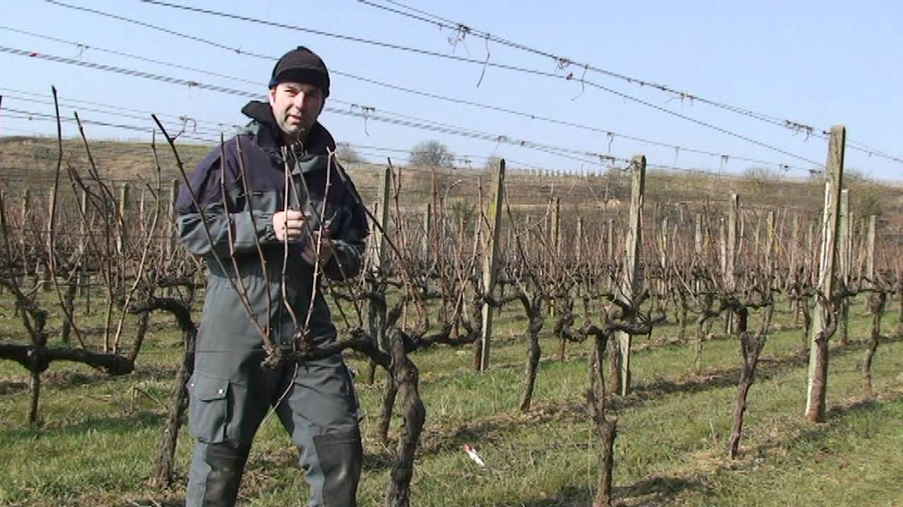 Weinmanufaktur Mario Josef Burkhart