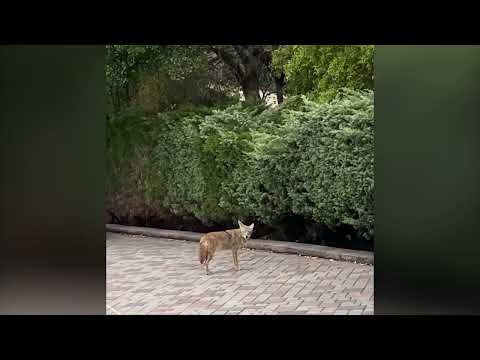 Coyote spotted in Oakland Hills neighborhood