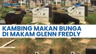 VIRAL, Kambing Ini Makan Bunga di Kuburan Glenn Fredly, Warganet: Takut Suara Kambing Jadi Merdu