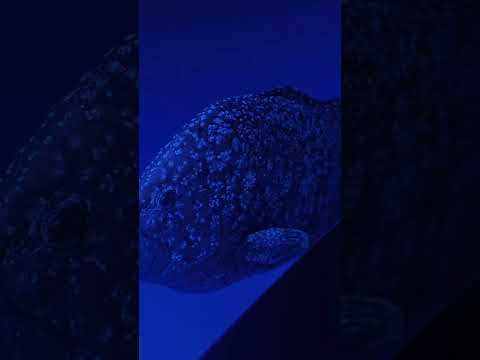 One Day Road Trip | Los Angeles to San Diego 🌊🚗 | Dana Point, La Jolla & Aquarium