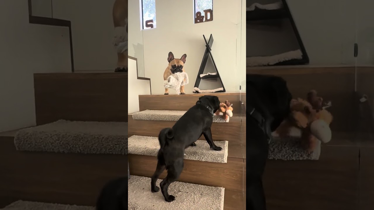 Cosmo, a ADOPTABLE Pug in Santa Monica, CA video 6/6