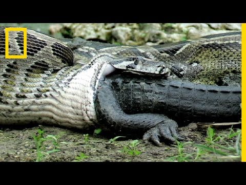 Rare : Ce python avale un alligator vivant
