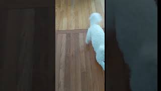 Video preview image #1 Bichon Frise Puppy For Sale in NORTH BRANCH, MN, USA