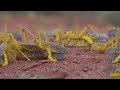 Sprinkhanenplaag Afrika dreigt desastreus te worden