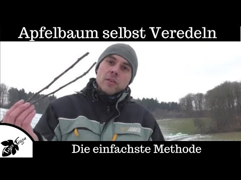 Graft your own apple tree - easy and free