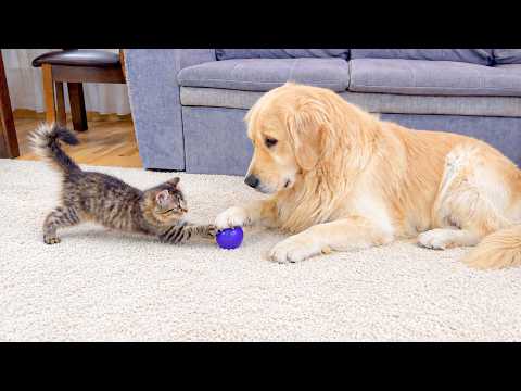 YouTube 썸네일