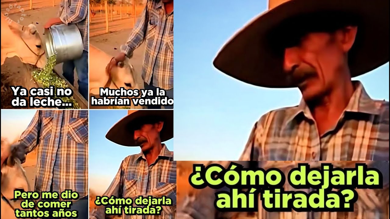 SU VACA ya casi NO DA LECHE algunos la habrían VENDIDO, pero ÉL DECIDIÓ NO DEJARLA TIRADA