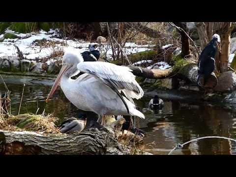 Pelikan im Zoo Schloss Schönbrunn Palace – Panasonic Lumix DC-FZ 82 Superzoom