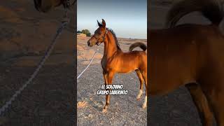 El solovino - Grupo Laberinto