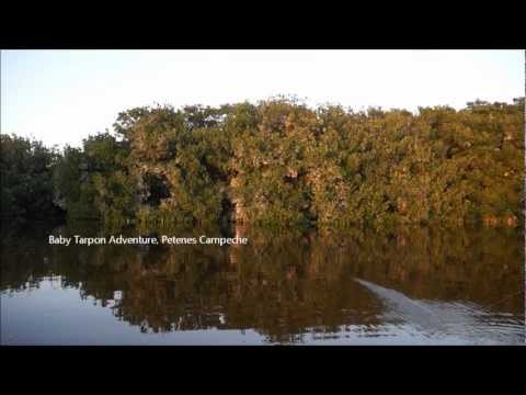 tarponizate camp, mex.