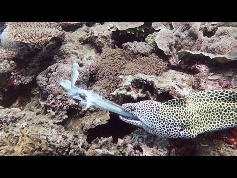 Giant Leopard Moray Eel Devours Flutefish