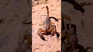 Download lagu Scorpion Tail Strike in Real-Time – One Sting, One Shot (Veo AI Macro Wildlife) mp3 Download lagu Scorpion Tail Strike in Real-Time – One Sting, One Shot (Veo AI Macro Wildlife) mp3