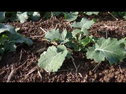 Phomabefall im Herbst rechtzeitig erkennen und bewerten