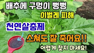 배추에 구멍이 뻥뻥 뚤렸다면 이벌레들 피해 한약제로도 쓰이는 천연살충제 이거 뿌리고 맞으면 벌레100%잘 죽…
