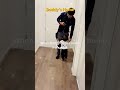 Baby Gets SO Excited When Daddy Comes Home 1 🥹 Shorts Baby Cute Funny