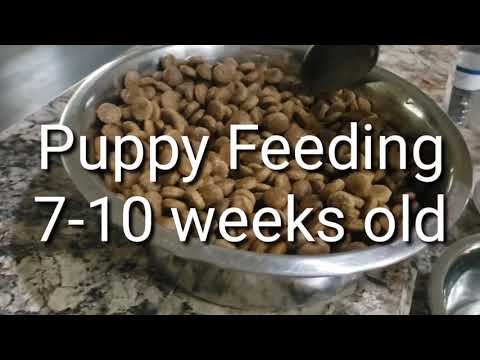 Feeding Puppies 8 weeks old