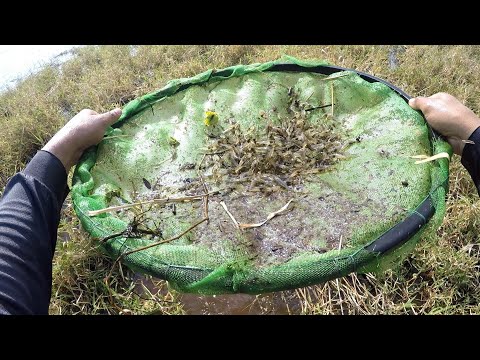 Pescaria em volta grande Primeiro de Maio Pr #pescaria #natureza #pesca #tucunare #traíras 