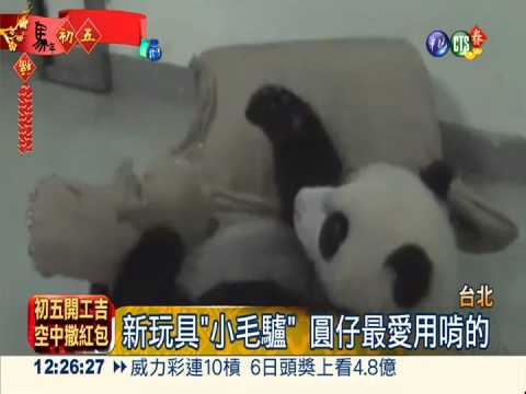 喜迎馬年! 圓仔有新玩具"小毛驢"