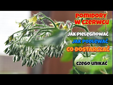 POMIDORY W CZERWCU. Czego unikać. Co dostarczyć? Jak pielęgnować? Jak podlewać?