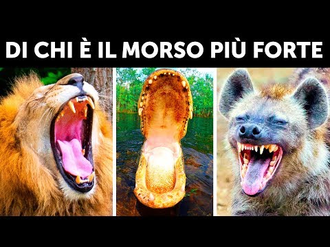 Chi Ha Il Morso Più Potente Tra Tutti Gli Animali?