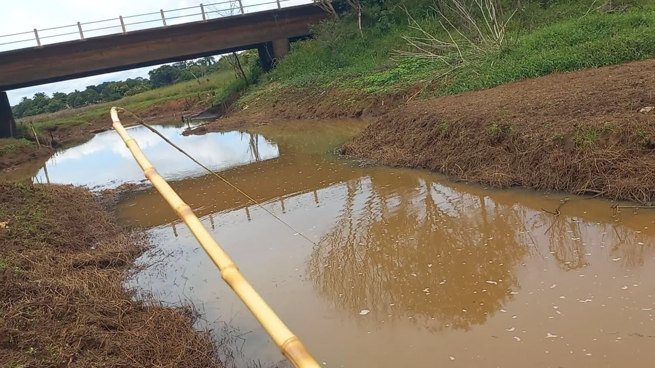 O Rio só não tinha tamanho mais peixe era tanto que saltava para fora Rio secando Pescaria caipira