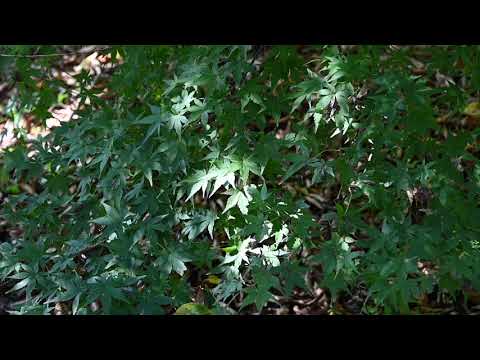 きたもと森林セラピー紹介動画（メインver.2）　撮影協力：北本自然観察公園