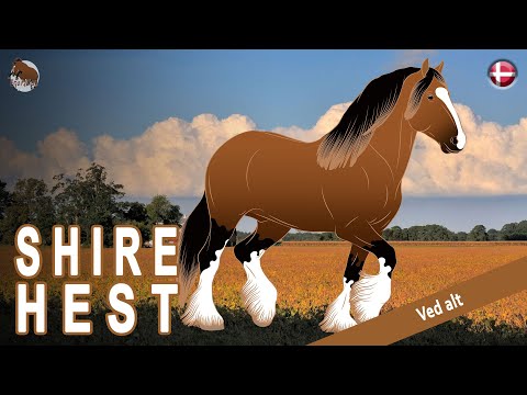 , title : 'SHIRE HEST, de største heste i verden, de blide kæmper, HESTERACER'