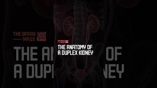 The Anatomy of a Duplex Kidney - One kidney can have two separate drainage systems—but how does this