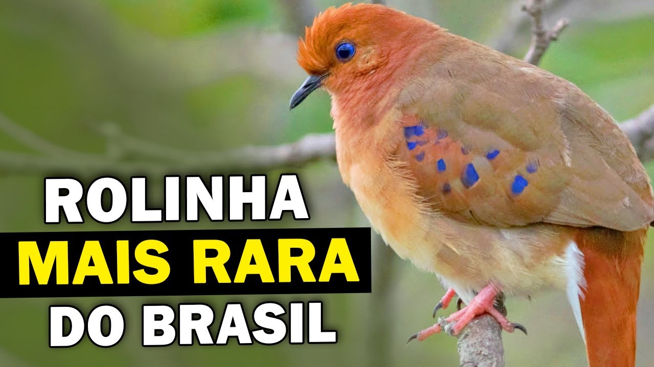 ROLINHA-DO-PLANALTO: Uma das AVES MAIS RARAS do mundo | Onde vive? Como canta? | Columbina cyanopis