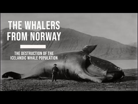 The Whalers from Norway - The Destruction of the Icelandic Whale Population