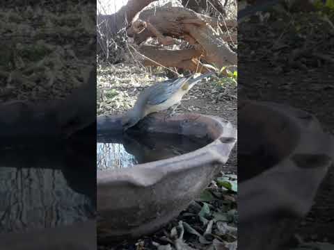 Birdday 076 Naranjero Tordo Torcacita 1807 25