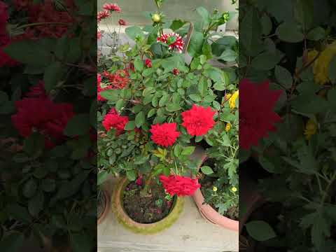 beautiful flowers #sarfaraz #vairalvideo #nature #lovely #winter