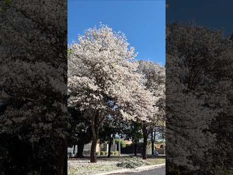 A CIDADE VIROU UM VERDADEIRO TAPETE BRANCO POR CAUSA DOS IPÊS! INCRÍVEL!!#Bebedouro-SP #ipê #ipê