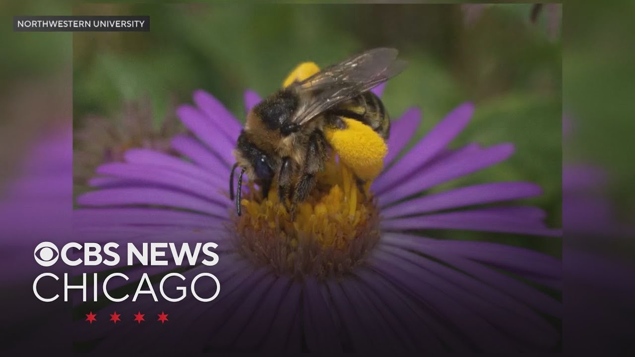 Cultivated Flowers Can Be Pollinator-Friendly, Study Finds