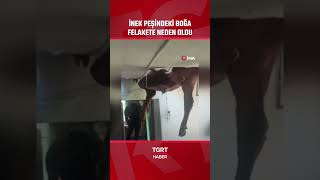 Damızlık Boğa Evi Savaş Alanına Çevirdi #shorts