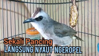 Download lagu Masteran Trucukan gacor Lanjut Ropel panjang Suara Bagus untuk pancingan trucukan agar bunyi gacor mp3 Download lagu Masteran Trucukan gacor Lanjut Ropel panjang Suara Bagus untuk pancingan trucukan agar bunyi gacor mp3