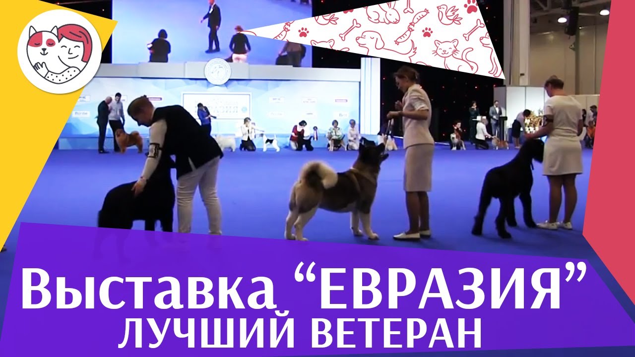 Best in show Лучший ветеран 19 03 17 на Евразии ilikepet