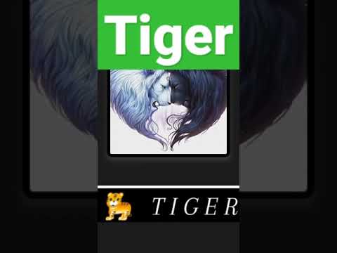 .Tiger 🐅. king stutas.