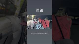車からお外見るの楽しいらしい犬 #ボストンテリア
