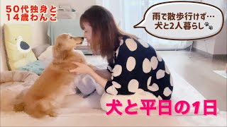 犬と平日の1日🐾雨降りでお散歩無し🐾【50代独身と14歳わんこ】【犬と2人暮らし】