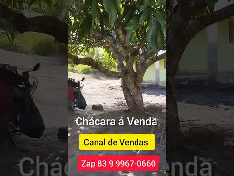 Vende-se está Chácara no brejo Remígio Paraíba Brasil Valor 80 Mil reais Zap 83 9 9967-0660