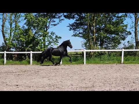 Stal Okkema's Hielke - Fonger x Tetse - stallion - 2018